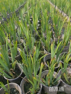 高度40厘米西伯利亚鸢尾