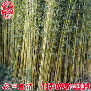 金竹