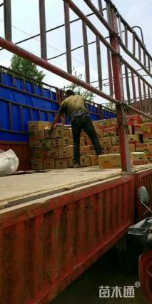 高度25厘米长春花