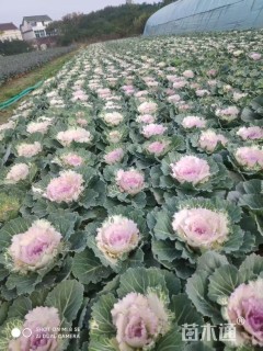 高度20厘米羽衣甘蓝