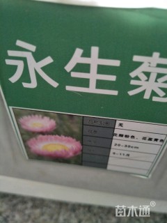 永生菊种子
