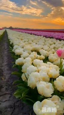 高度11厘米水葫芦