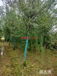 12公分榔榆