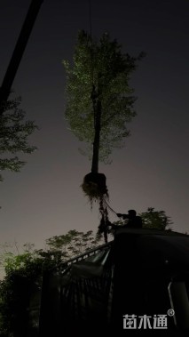 12公分小叶榄仁