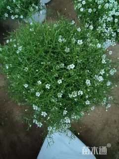 高度20厘米满天星