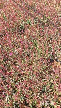 高度25厘米千鸟花