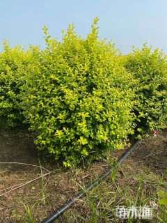 冠幅80厘米金叶女贞球