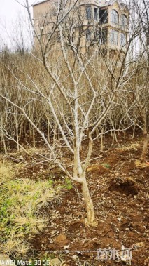 高度60厘米果石榴