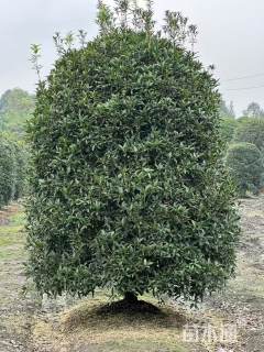 冠幅250厘米桂花球