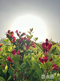 高度40厘米红王子锦带