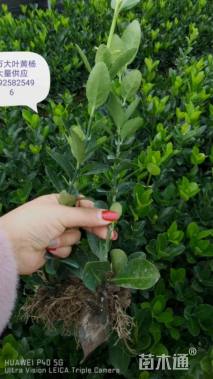 高度30厘米大叶黄杨小苗