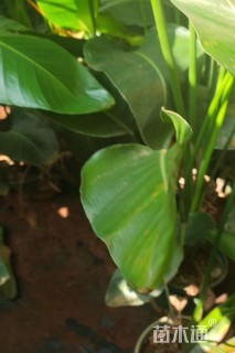 高度140厘米天堂鸟