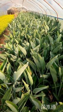 高度60厘米天堂鸟