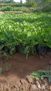 高度5厘米鼠尾草