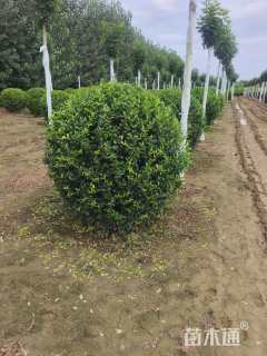 冠幅150厘米水蜡球