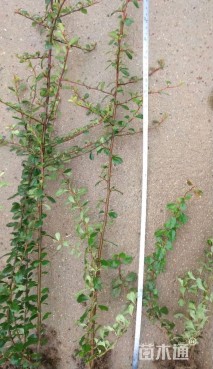 高度30厘米小丑火棘小苗