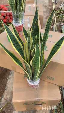 高度40厘米金边虎尾兰