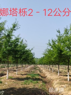 10公分榉树