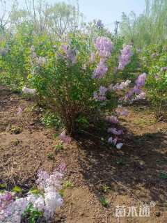 高度120厘米丛生丁香