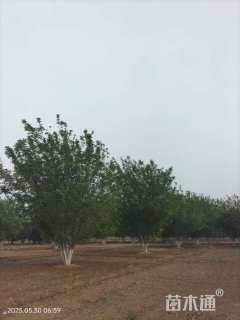 40公分丛生中国黄蜡