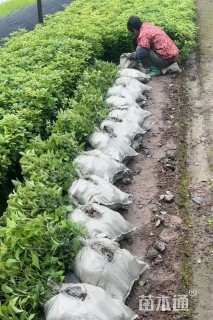 高度45厘米四季桂小苗