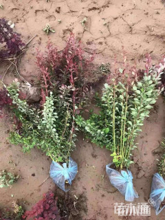 高度60厘米紫叶小檗