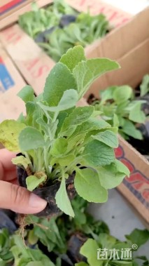 高度15厘米毛地黄