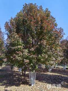 高度700厘米丛生美国红枫
