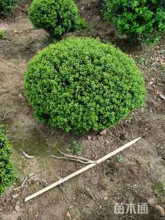 高度80厘米完美冬青球