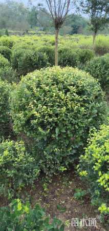 冠幅120厘米金叶女贞球