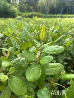 高度30厘米桃金娘