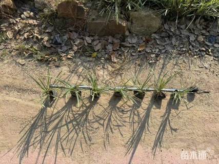 高度30厘米银边草