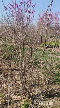 高度180厘米丛生蜡梅