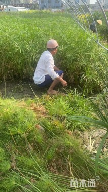 高度100厘米莎草