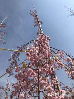 6公分垂枝樱花