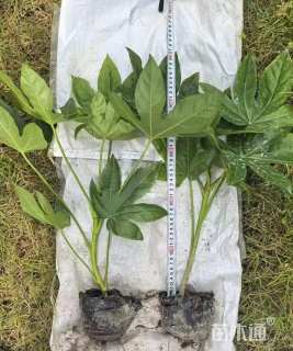 高度35厘米八角金盘