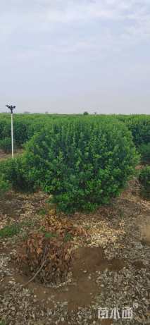 冠幅200厘米卫矛球