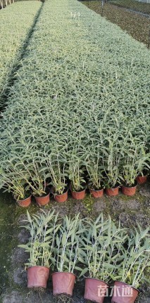 高度25厘米墨西哥鼠尾草