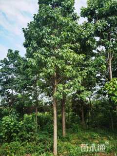 18公分楸树