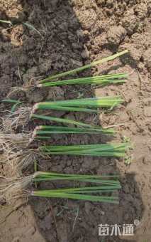 高度10厘米菖蒲