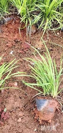 高度20厘米阔叶麦冬