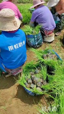 高度40厘米香根草