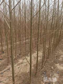 3公分竹柳