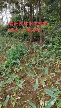 高度35厘米再力花