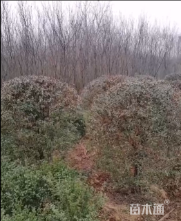 冠幅130厘米火棘球