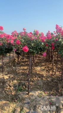 3公分高杆树状月季