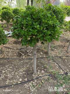 5公分高杆卫矛球