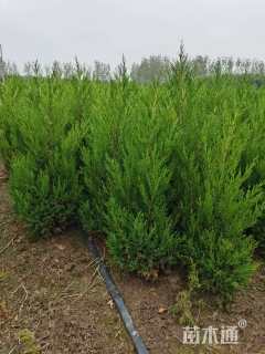 高度120厘米蜀桧