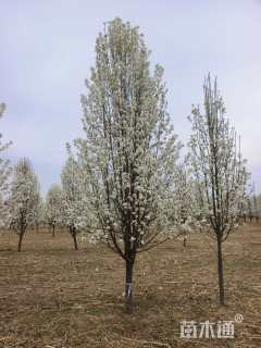 12公分彩叶豆梨