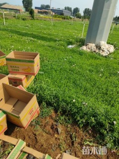 高度15厘米美丽月见草